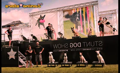 The Canine Stars Stunt Dog Show