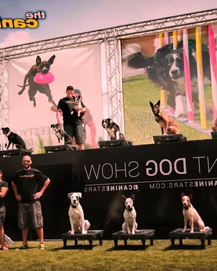 The Canine Stars Stunt Dog Show